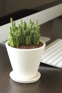 Lire la suite à propos de l’article Prendre soin des plantes de bureau : apprenez à entretenir une plante de bureau
