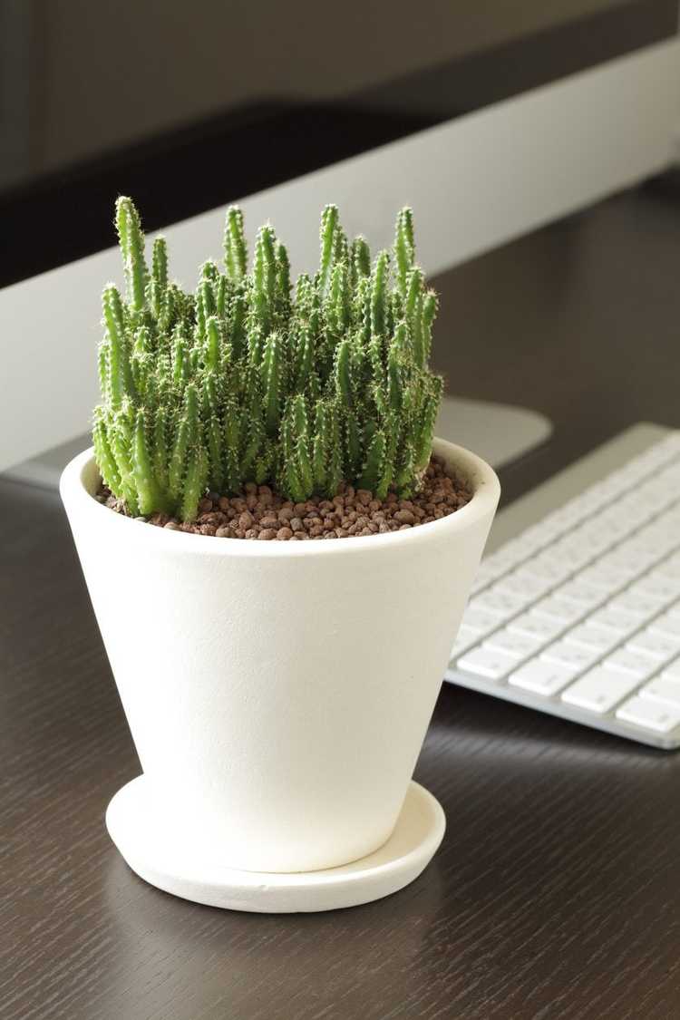 You are currently viewing Prendre soin des plantes de bureau : apprenez à entretenir une plante de bureau