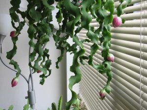 Lire la suite à propos de l’article Epiphyllum Cactus Info – Comment faire pousser des cactus à mèches bouclées