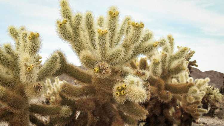 You are currently viewing Entretien du Cholla Cactus : Conseils pour cultiver le Cholla Cactus