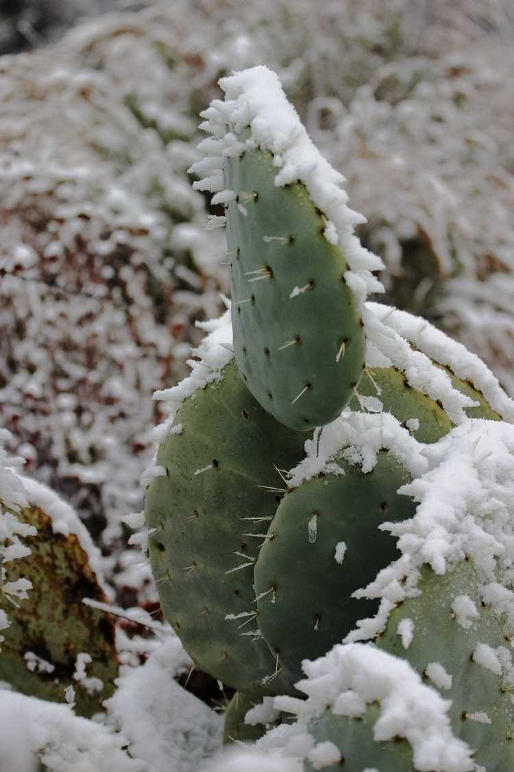 Lire la suite à propos de l’article Faire revivre une plante de cactus congelée – Comment prendre soin d'un cactus gelé