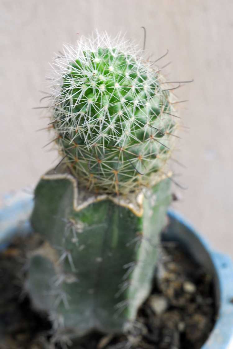 Lire la suite à propos de l’article Entretien des cactus greffés : conseils pour greffer des plantes de cactus