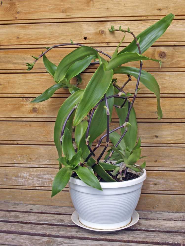 Lire la suite à propos de l’article Informations sur les plantes en panier – Comment faire pousser des plantes Callisia