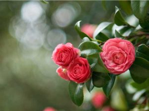 Lire la suite à propos de l’article Taille des camélias : comment tailler une plante de camélia