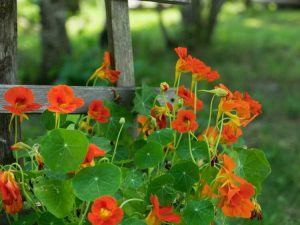 Lire la suite à propos de l’article La capucine ne fleurit pas : dépanner une capucine sans fleurs