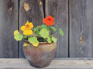 Lire la suite à propos de l’article Plantes de capucine en pot: comment faire pousser de la capucine dans un récipient