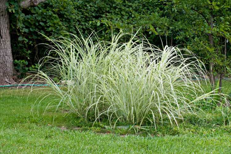 You are currently viewing Cultiver des plantes de carex : cultiver différents types de carex