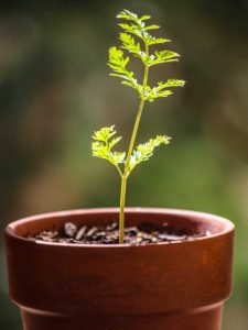 Lire la suite à propos de l’article Cultiver des carottes dans des conteneurs – Conseils pour cultiver des carottes dans des conteneurs