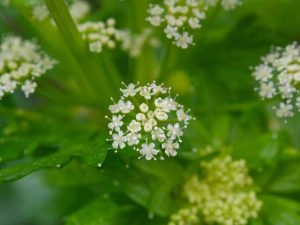 Lire la suite à propos de l’article Mon céleri est en fleurs : le céleri est-il encore bon après la montée en puissance