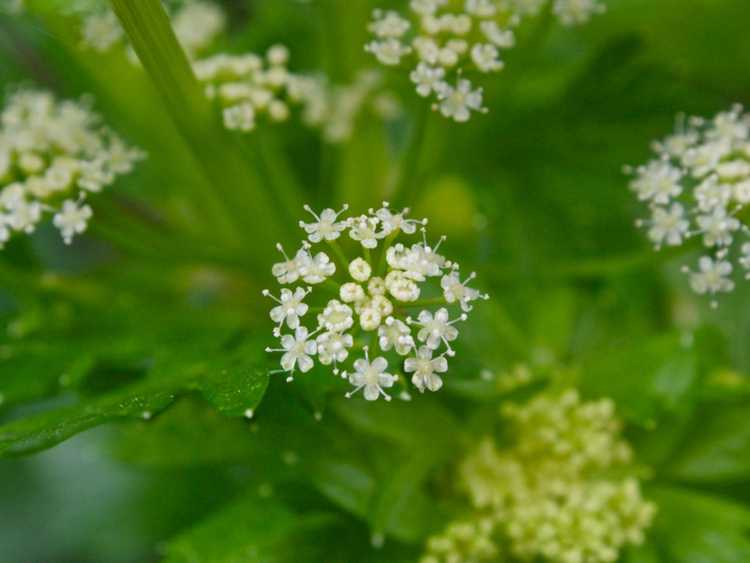 You are currently viewing Mon céleri est en fleurs : le céleri est-il encore bon après la montée en puissance