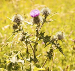 Lire la suite à propos de l’article Identifier le chardon écossais – Conseils pour gérer les plantes de chardon écossais
