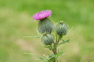 Lire la suite à propos de l’article Contrôle du chardon des taureaux : gestion des plantes de chardon des taureaux dans les jardins