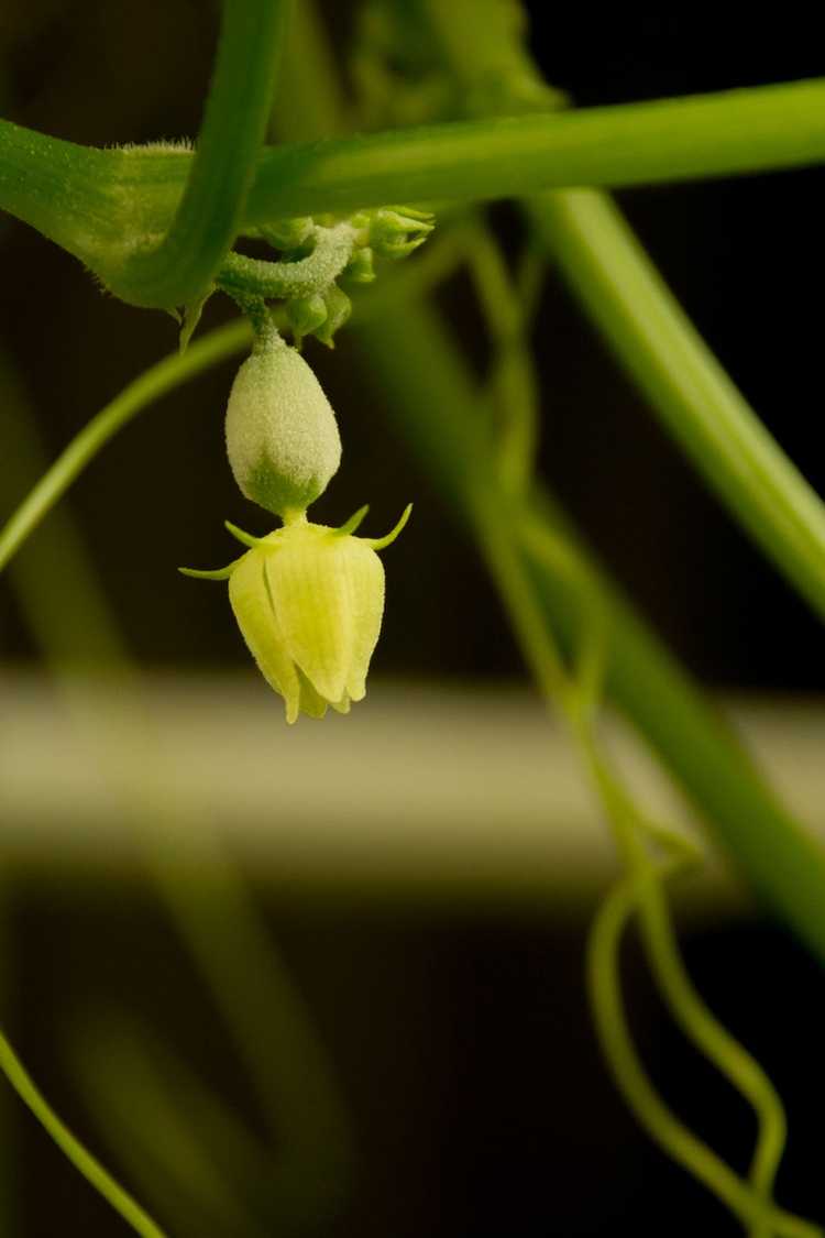 Lire la suite à propos de l’article Choko ne fleurit pas : quand la chayotte fleurit-elle