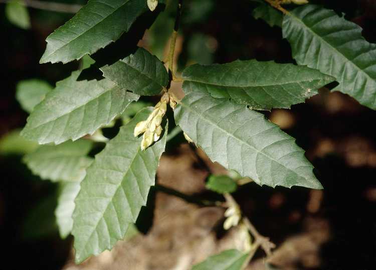 You are currently viewing Qu'est-ce qu'un arbre Tanoak – Informations sur l'usine de chêne Tanbark