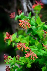 Lire la suite à propos de l’article Informations sur le chèvrefeuille de corail: Comment faire pousser du chèvrefeuille de corail dans le jardin