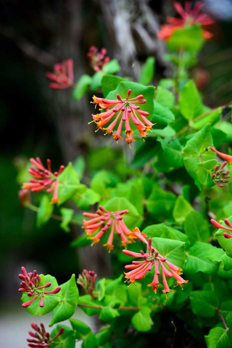 You are currently viewing Informations sur le chèvrefeuille de corail: Comment faire pousser du chèvrefeuille de corail dans le jardin