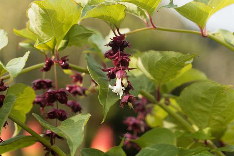 You are currently viewing Plantes de chèvrefeuille de l'Himalaya : conseils pour cultiver des chèvrefeuilles de l'Himalaya