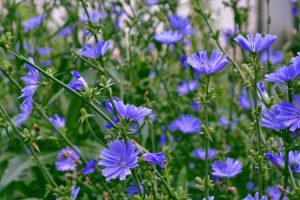 Lire la suite à propos de l’article La chicorée est-elle annuelle ou vivace : découvrez la durée de vie de la chicorée dans les jardins