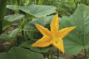 Lire la suite à propos de l’article Une plante de citrouille ne produit pas : pourquoi une plante de citrouille fleurit mais pas de fruits