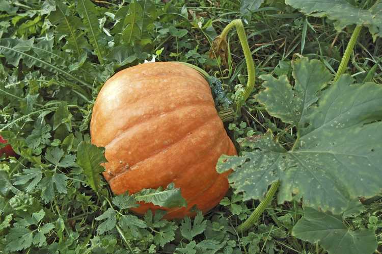 You are currently viewing Lutte contre les insectes citrouilles – Lutter contre les insectes nuisibles à la citrouille