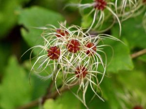 Lire la suite à propos de l’article Enlèvement de la vigne Traveler's Joy : conseils pour contrôler la clématite Traveler's Joy