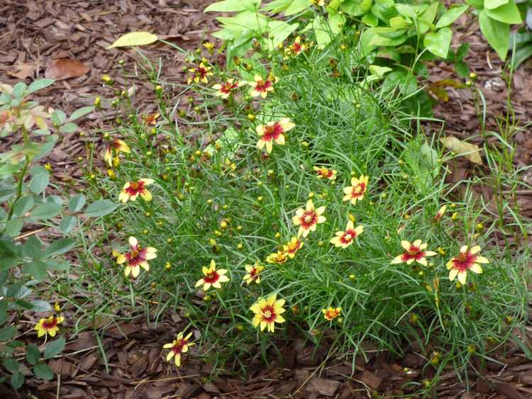 You are currently viewing Cultivars de Coreopsis : Quelles sont les variétés courantes de Coreopsis