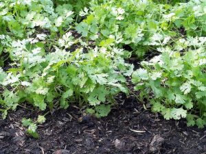 Lire la suite à propos de l’article Contrôle des taches foliaires de coriandre : conseils pour gérer la coriandre avec des taches foliaires