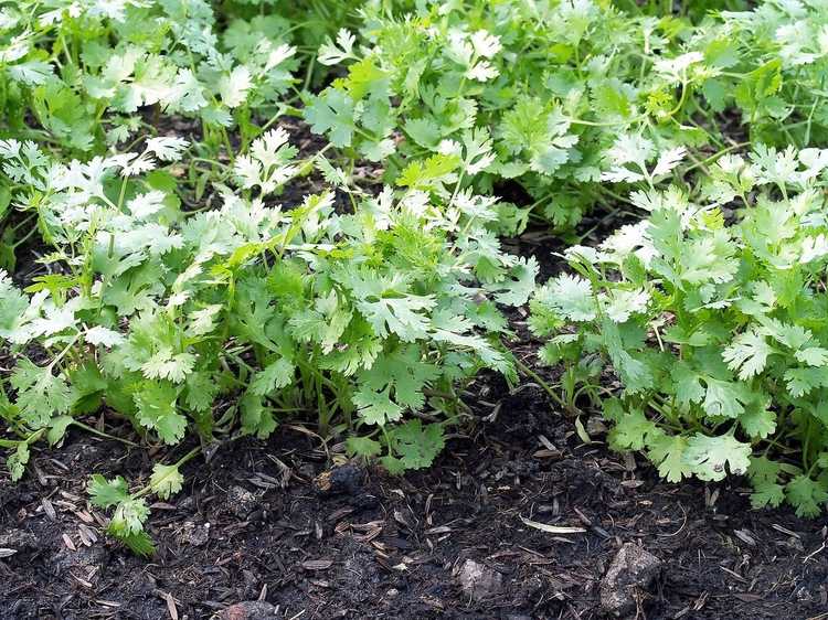 You are currently viewing Contrôle des taches foliaires de coriandre : conseils pour gérer la coriandre avec des taches foliaires