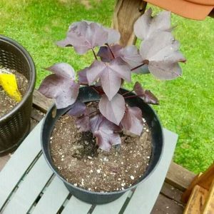 Lire la suite à propos de l’article Plantes de coton noir – Conseils pour planter du coton noir dans les jardins