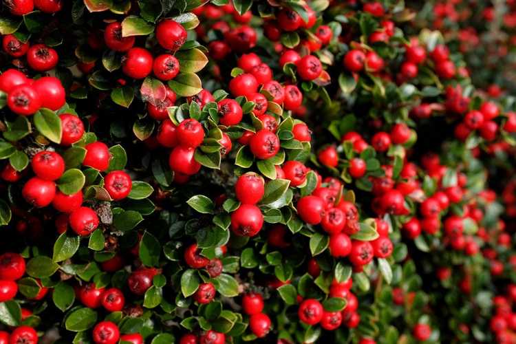 You are currently viewing Comment faire pousser du Cotoneaster : prendre soin de différents types de Cotoneaster