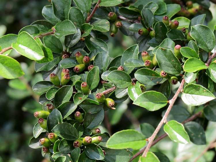 You are currently viewing Informations sur le Cotoneaster à propagation : Comment faire pousser des plantes de Cotoneaster à propagation