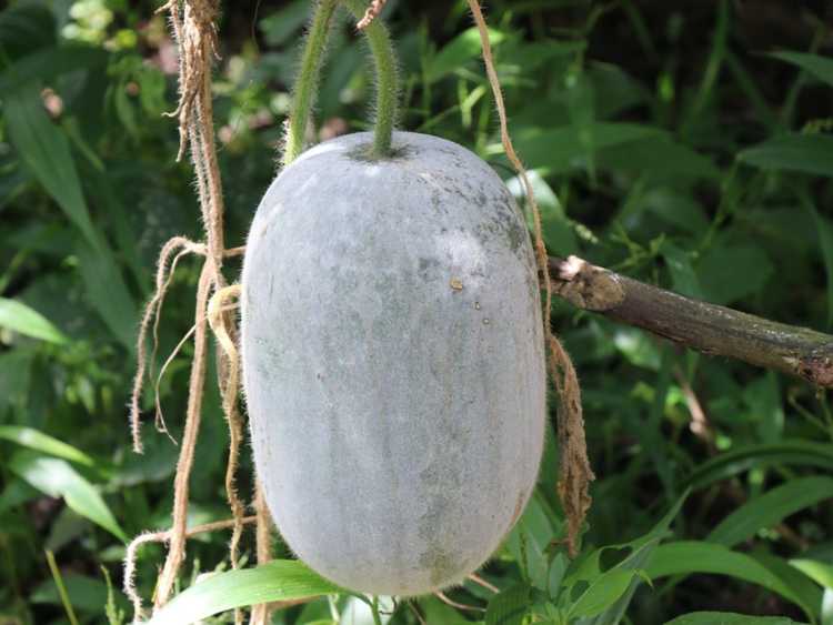 You are currently viewing Qu'est-ce qu'un melon d'hiver : informations sur la gourde en cire de melon d'hiver