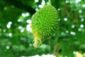 Lire la suite à propos de l’article Qu'est-ce qu'une courge hérisson : comment faire pousser des plantes de courge cardère