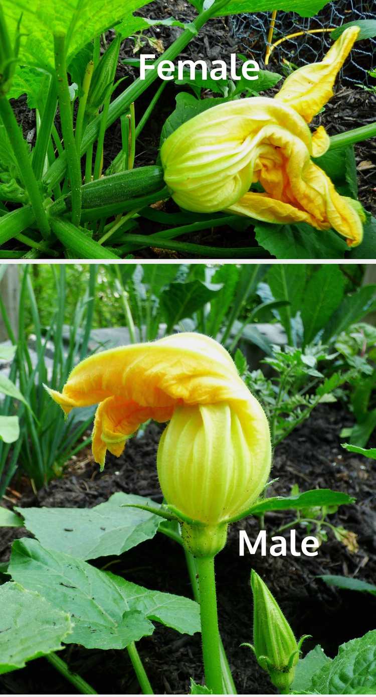 You are currently viewing À quoi ressemblent une fleur femelle et une fleur mâle sur une plante de courge