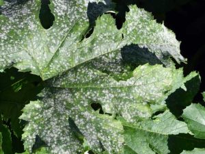 Lire la suite à propos de l’article Maladies des courgettes: maladies courantes des plants de courgettes