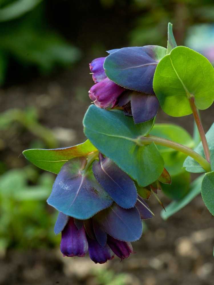 You are currently viewing Prendre soin de Cerinthe : Qu'est-ce que la plante de crevette bleue Cerinthe