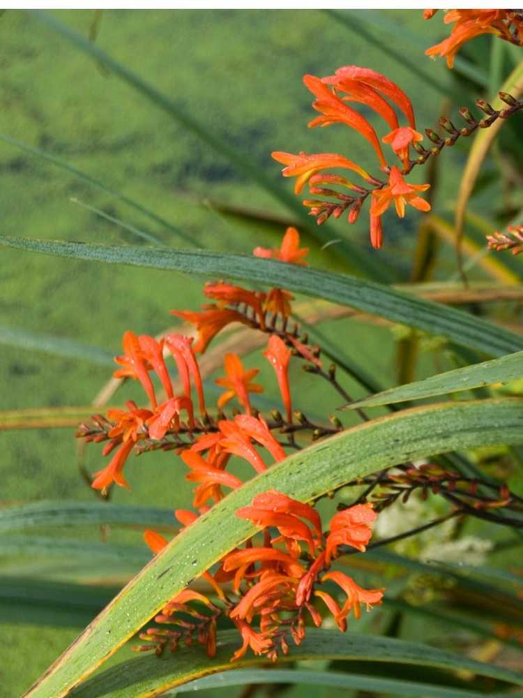 You are currently viewing Maladies des plantes de Crocosmia : résoudre les problèmes liés à la Crocosmia