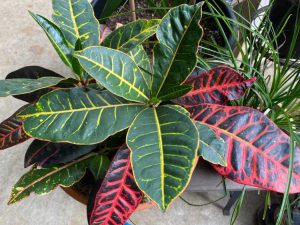 Lire la suite à propos de l’article Différentes plantes de Croton : types de plantes d'intérieur de Croton