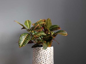 Lire la suite à propos de l’article Plante d'intérieur Croton – Entretien des plantes Croton