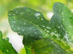 Lire la suite à propos de l’article Contrôle du mildiou des cucurbitacées – Conseils pour traiter les plantes de cucurbitacées contre le mildiou