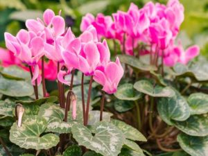 Lire la suite à propos de l’article Entretien des plantes de cyclamen – Conseils pour prendre soin d'un cyclamen