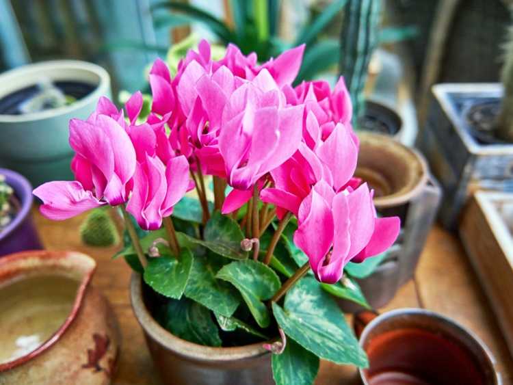 You are currently viewing En savoir plus sur la propagation et la division des graines de cyclamen