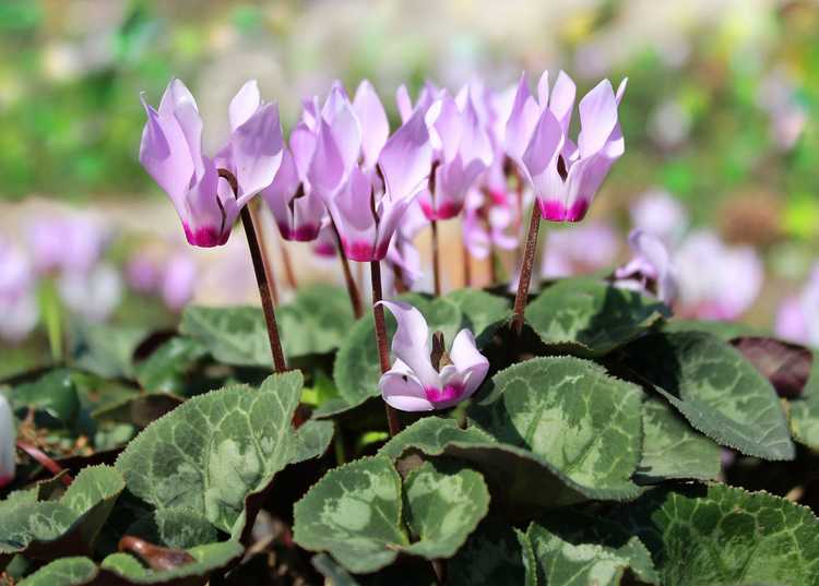 You are currently viewing Cultiver des cyclamens rustiques à l'extérieur: soins des cyclamens rustiques dans le jardin