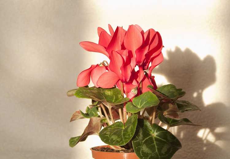 You are currently viewing Pourquoi le cyclamen tombant : comment faire revivre un cyclamen tombant