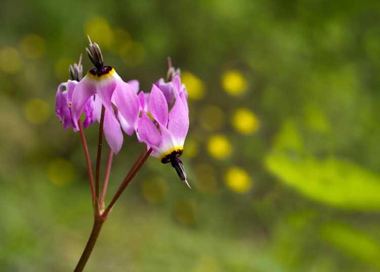 Lire la suite à propos de l’article Espèces Dodecatheon – Découvrez les différentes plantes à étoiles filantes