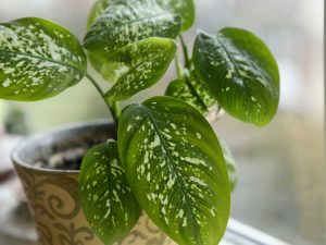 Lire la suite à propos de l’article Guide de taille de Dieffenbachia – Si vous coupez les plantes de Dieffenbachia