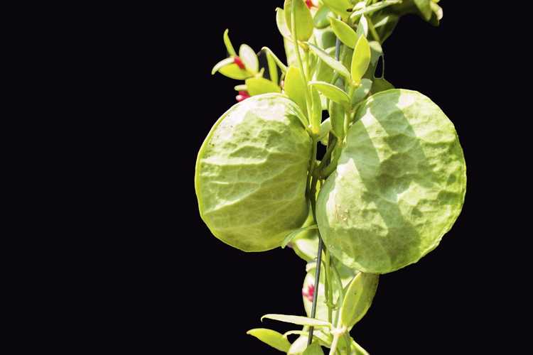 Lire la suite à propos de l’article Qu'est-ce que Dischidia: Conseils sur la culture des plantes Dischidia