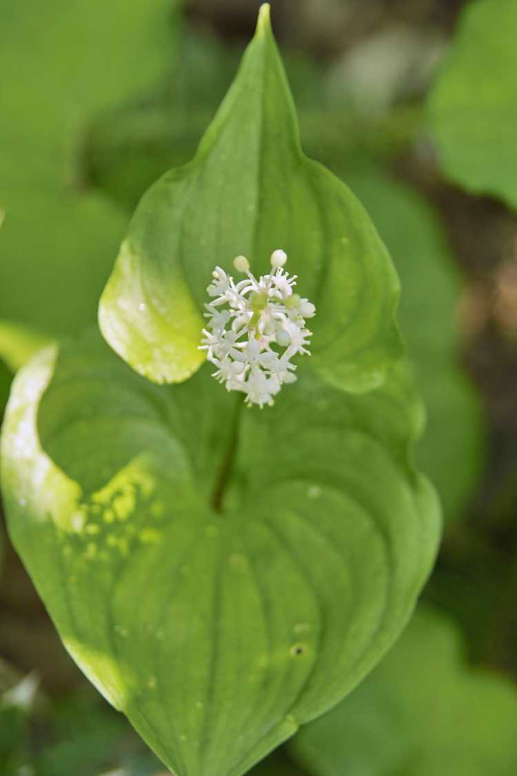 You are currently viewing Soins du muguet sauvage – Comment faire pousser de fausses plantes de muguet