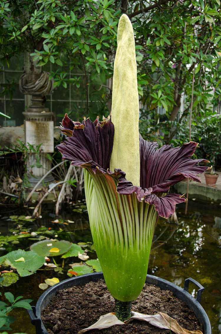 You are currently viewing Faits sur les fleurs de cadavre – Comment faire pousser une plante d'intérieur à fleurs de cadavre