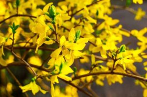 Lire la suite à propos de l’article Pouvez-vous propager le Forsythia : Comment propager des arbustes de Forsythia